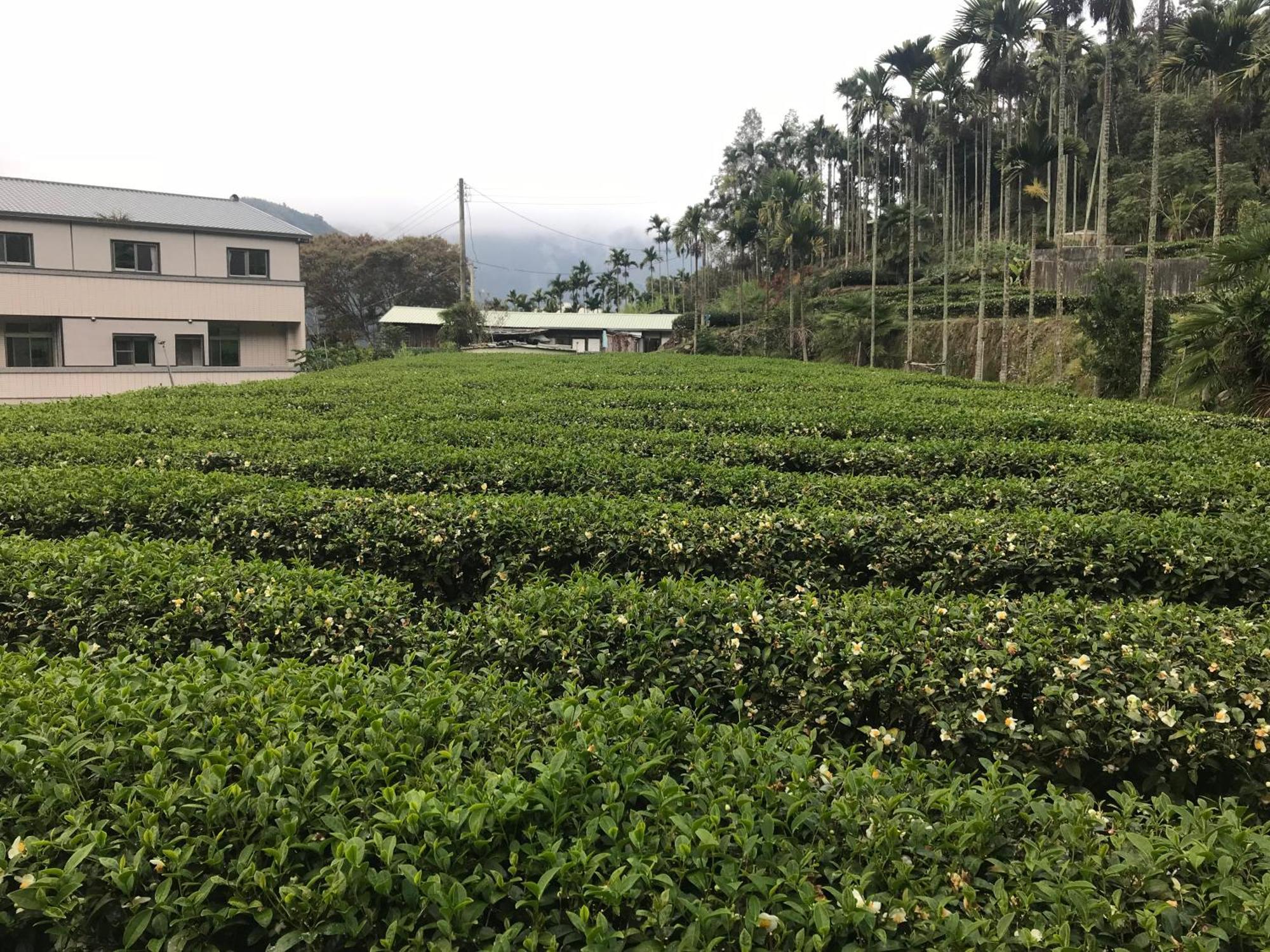 De Ren Tea Gardens Apartment Meishan Exterior photo